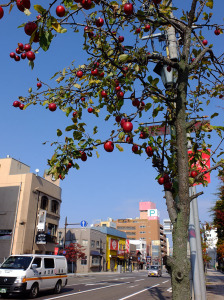 Trees along the pedestrian walk are apple trees